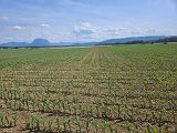 Rossfeld (275)